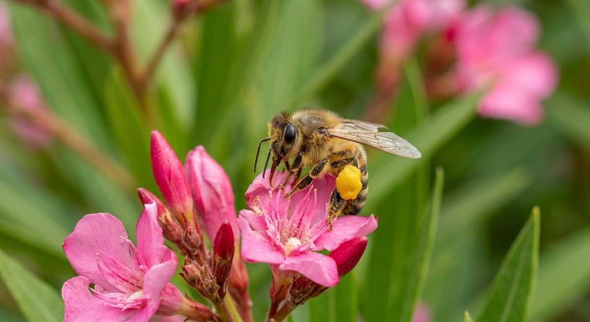דבורת דבש על פרח הרדוף ורוד אוספת אבקנים