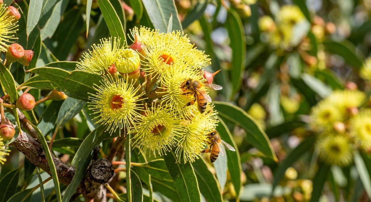 תקריב פרחי אקליפטוס עם דבורת דבש אוספת צוף ואבקנים