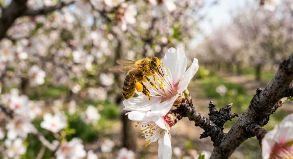 דבורת דבש מכוסה אבקנים על פרח שקד בפריחת אביב